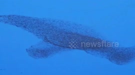 Stunning bird murmuration resembles giant dolphin in China