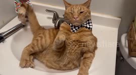Fancy Cat Glitches When Bowtie Is Donned
