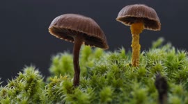 Timelapse Footage of Slime Mold Consuming Mushrooms