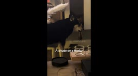 Husky with an attitude, having a tantrum because she cannot get her toy out off of the wall unit shelf.
