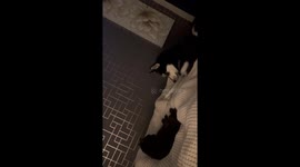 Storm the Husky and Peanut the Cat tormenting each other on the bed.