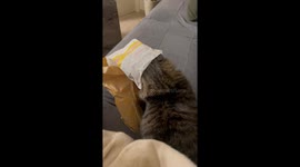 Cat Gets Trapped In Toast Wrapper