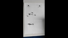 Nephew Makes Creative Use of Fly Remains