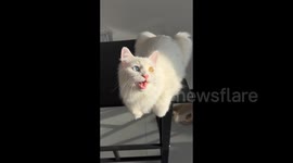 China: An odd-eyed cat sits in the sunlight, its eyes gleaming like gemstones