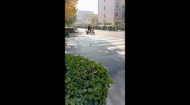 Walking leaf stuns Chinese viewers