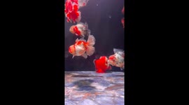 Quirky fish walks underwater in Chinese aquarium