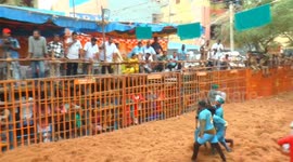 Bull taming competition kickoff in madurai, india as part of harvest festival
