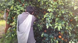 Pakistan: Pakistan tries to rescue the citrus agriculture sector
