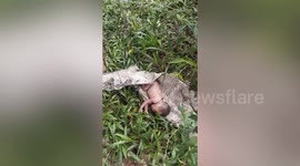 Newborn boy dumped amid tall grass found alive and rescued