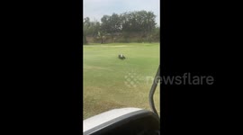 Huge Godzilla-esque monitor lizard charges at golf cart