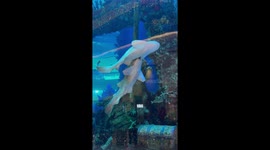 Sharks perform mesmerising dance as one clings to the others fin