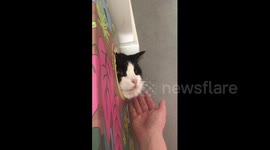 Pet cat pokes its head through box and bites anyone who comes near