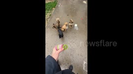 Good Samaritan feeds group of hungry puppies