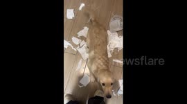Golden Retriever looks guilty when confronted about mess
