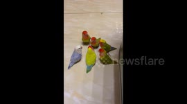 Pet birds appear to gossip with each other