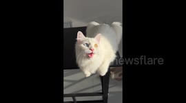 Pet cat has blue and golden eyes that glimmer in the sunlight