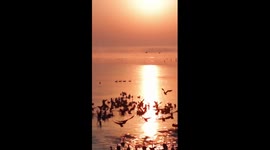 China's Poyang Lake becomes winter haven for 600,000 migratory birds