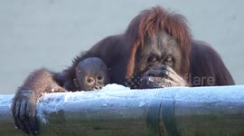 8K Orangutan Scraping Winter Ice to Eat with Baby in Her Arms: All You Can Eat Ice Buffet