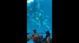Diver hugs a lemon shark while feeding fishes at Cebu Ocean Park