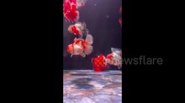 Goldfish walks like a robot along bottom of aquarium