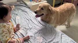 Dog whisperer! Baby subdues anxious Golden Retriever with one touch
