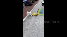 China: The Dog Bites the Nailong Toy