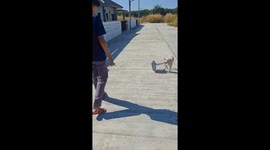 Stray dog with a fan tied to its neck rescued by concerned locals