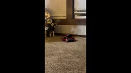 Baby goats hilariously react to a remote-controlled toy tank during indoor playtime
