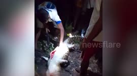 Boy, 7, killed by wild crocodile while swimming with friends in Indonesia