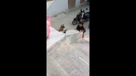 Puppy enjoys sliding with little girl