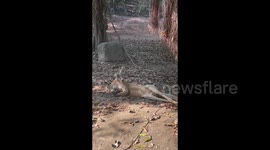 Handsome kangaroo strikes a pose for passing tourists