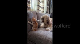 How it started, how it's going! Pet dog fights with kitten at first before forming adorable friendship