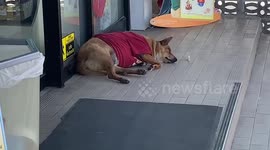 Real-life Hachiko dog refuses to leave owner's favourite spot