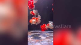 Fish exhibits unusual behaviour and appears to
