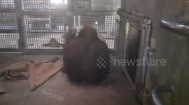 Chilly orangutan wraps up with a blanket during cold snap in Thailand