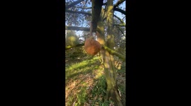 Strange durian has no sharp thorns on the outside and is brown