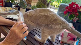 Beautiful Brulee the Burmese Cat loves her fur being brushed – even backwards!
