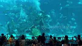 Diver hugs a shark while rotating like a dance in a giant aquarium