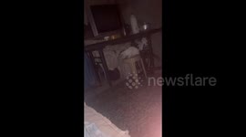 Pet cat fascinated by two mice fighting on the floor
