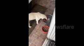 Pet dog splashes water onto his food to make it softer