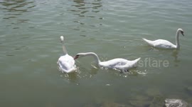 White Swan suddenly attacking his peer at Lake Balaton in Hungary!