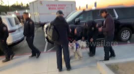 US: Emotional support dogs help firefighters battling California blaze