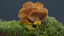 Slime Mold Invades Mushroom