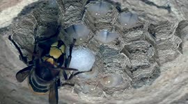 Hornet Queen And Worker Care About Larvae