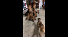 Vicious Pack Of Velocipuppers