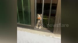 Pet cat holding a kebab stick in its mouth is foiled by metal bars