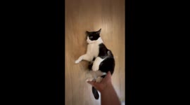 Cat Gets Revenge For Sliding