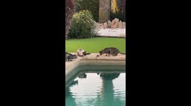 Rat, Dog, And Three Cats Hold Poolside Conference