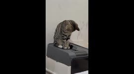 Playful Chinese cat holds down box lid to prevent another cat from escaping