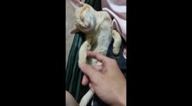 The kitten slept soundly like he was dead in a hammock despite his owner teasing him